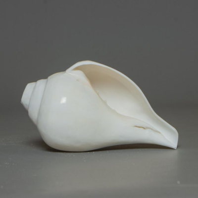 Conch Shell (Shankh)
